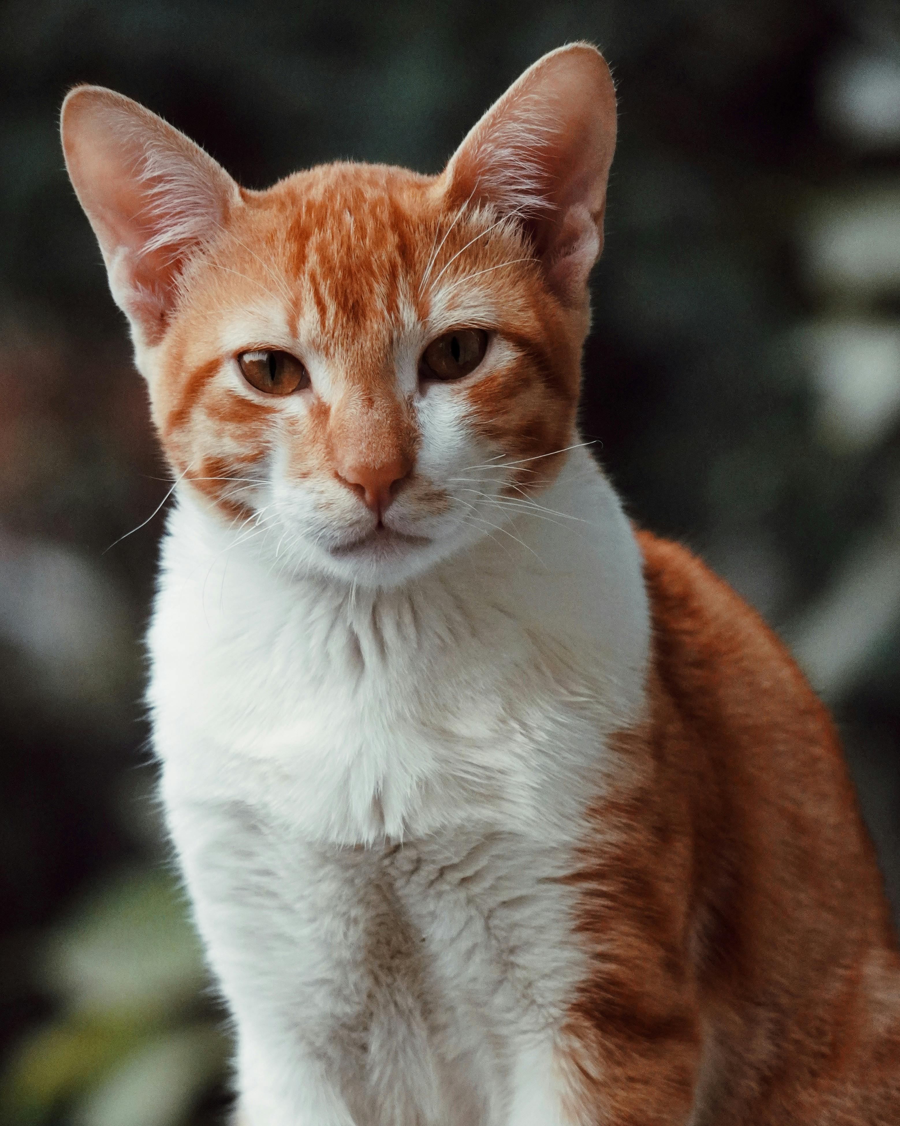 orange and white tabby cats