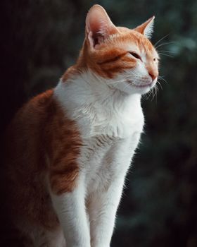 一张特写照片里，一只姜白色的猫安静地坐在室内