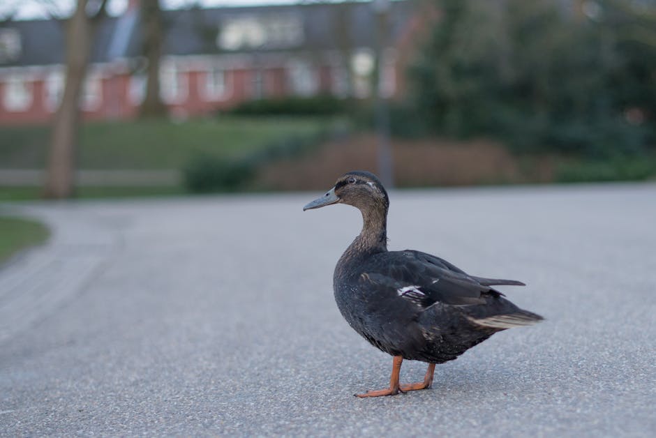 Black Duck Standing on Road