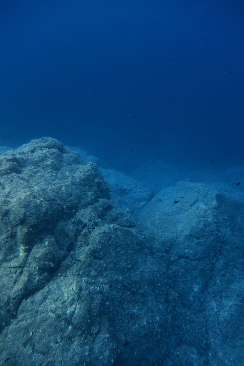 Coral Reef Under Water