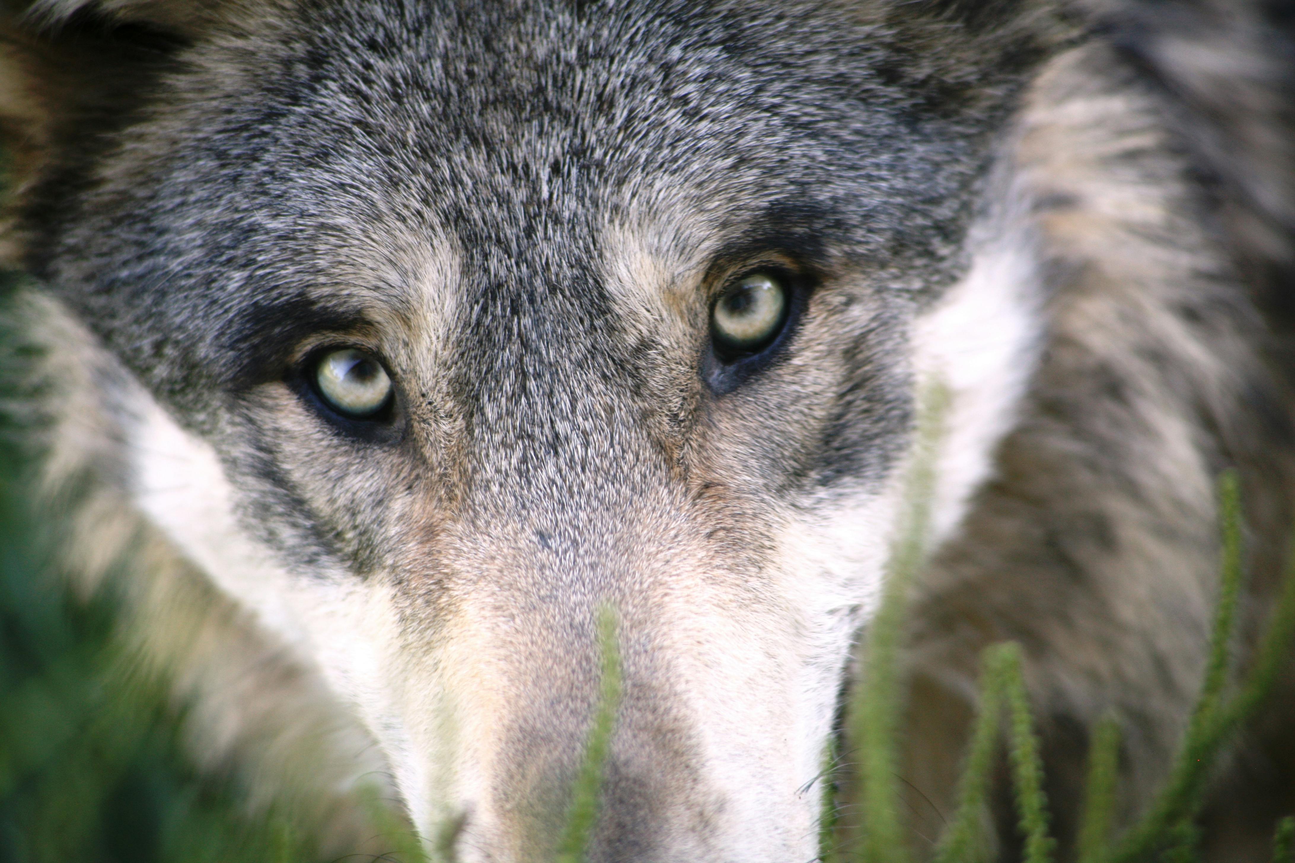 Close-up of a wolf's head.