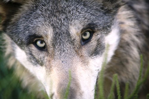 Bruin En Grijs Dierengezicht In Closeu P.