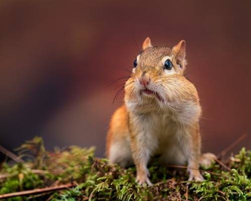 Little chipmunk with fluffy fur sitting on thin green sprigs in natural habitat