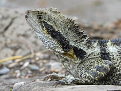 Detailed close-up photo showing a lizard with textured skin and natural coloring.
