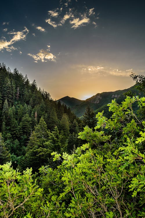 Základová fotografie zdarma na téma borovice, denní, hory
