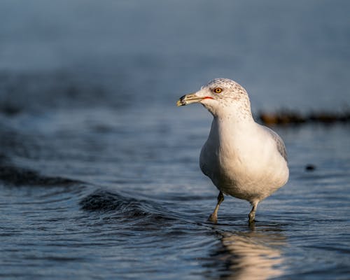 Seagull standing in rippling water in nature