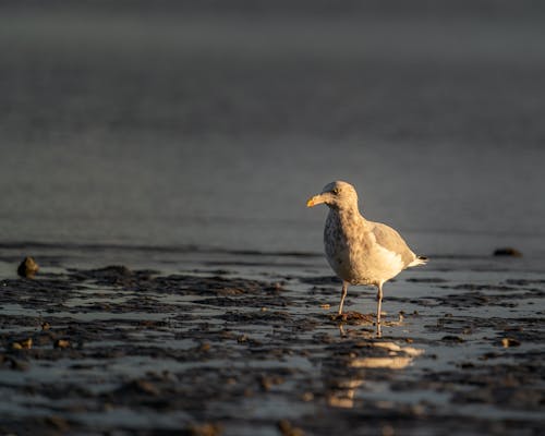 Imagine de stoc gratuită din albastru, animal, animale sălbatice