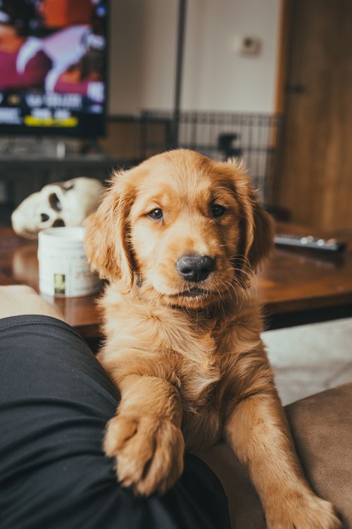 Free Cute golden retriever puppy posing indoors on a cozy day. Stock Photo