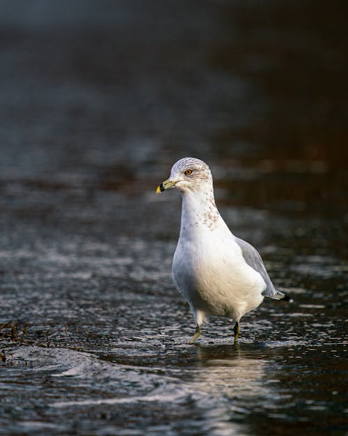Single white seagull with gray wings standing in rippling pond in natural environment