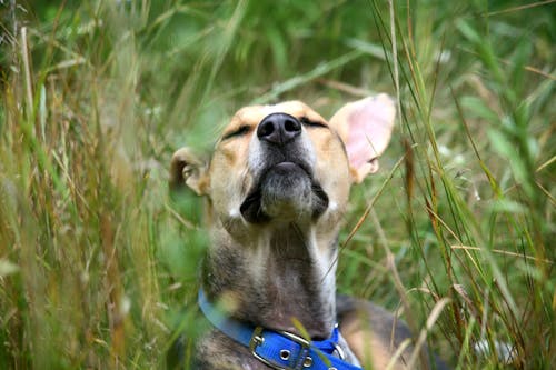 短塗層的棕褐色狗在草地上