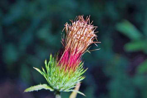 Free stock photo of flower