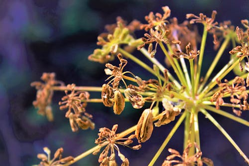 Dried Queen Anne's Lace Flower in Close-up Photography