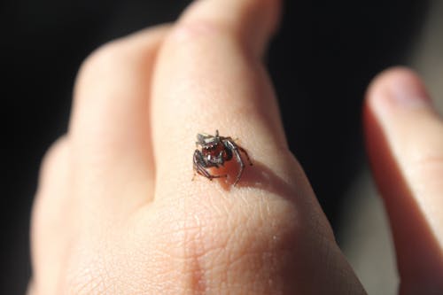 Free stock photo of jumping spider Stock Photo