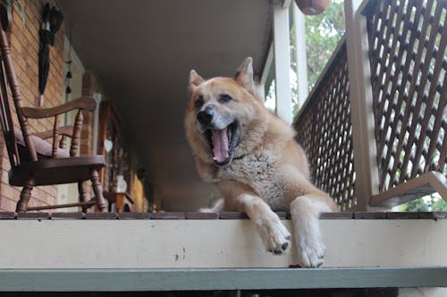 Free stock photo of big dog, happy Stock Photo