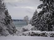 The Ocean beyond the Snow Covered Trees