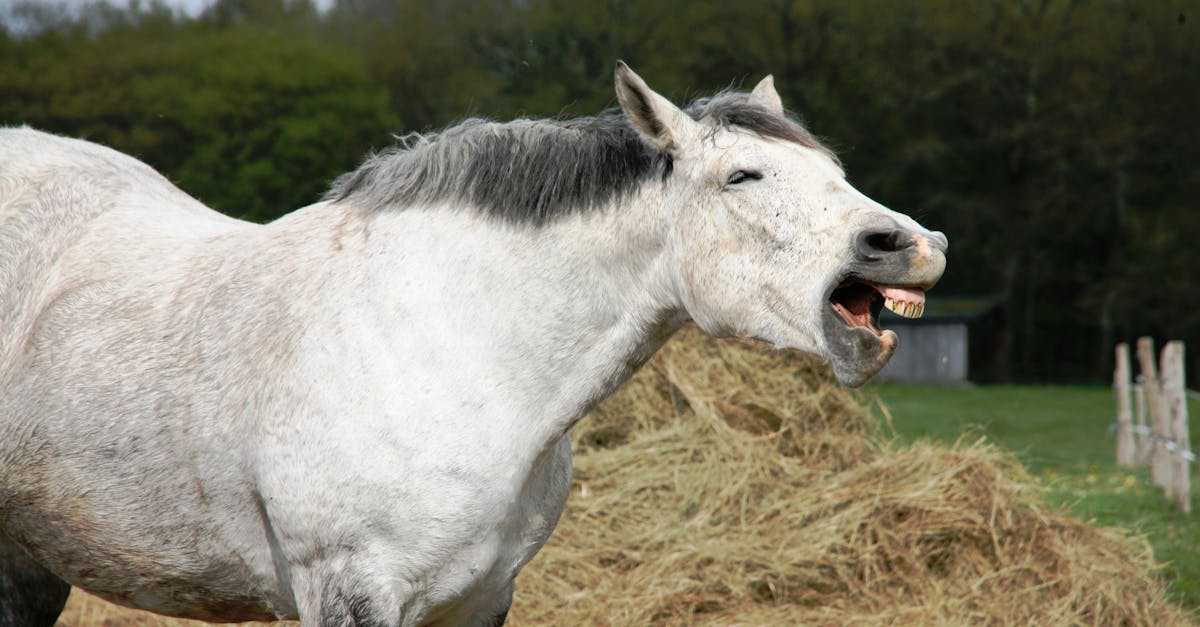 賽馬娘 國際版爆紅 粉絲狂捐3000公斤牧草 春烏拉拉開心吃草照曝光
