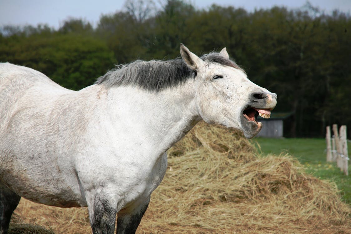 бесплатная Белая лошадь возле стога сена в течение дня Стоковое фото