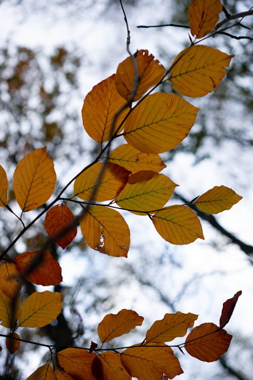 Foto d'estoc gratuïta de branques, caure, flora