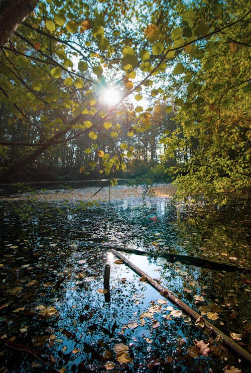 Fotobanka s bezplatnými fotkami na tému jazero, jazierko, les