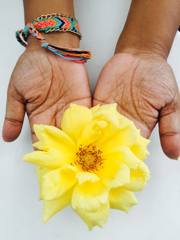 Hands Offering A Yellow Rose