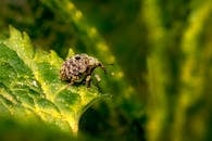 Black and White Striped Beetle on Green Leaf
