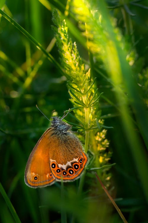 Brown Butterfly Perched on Green Plant