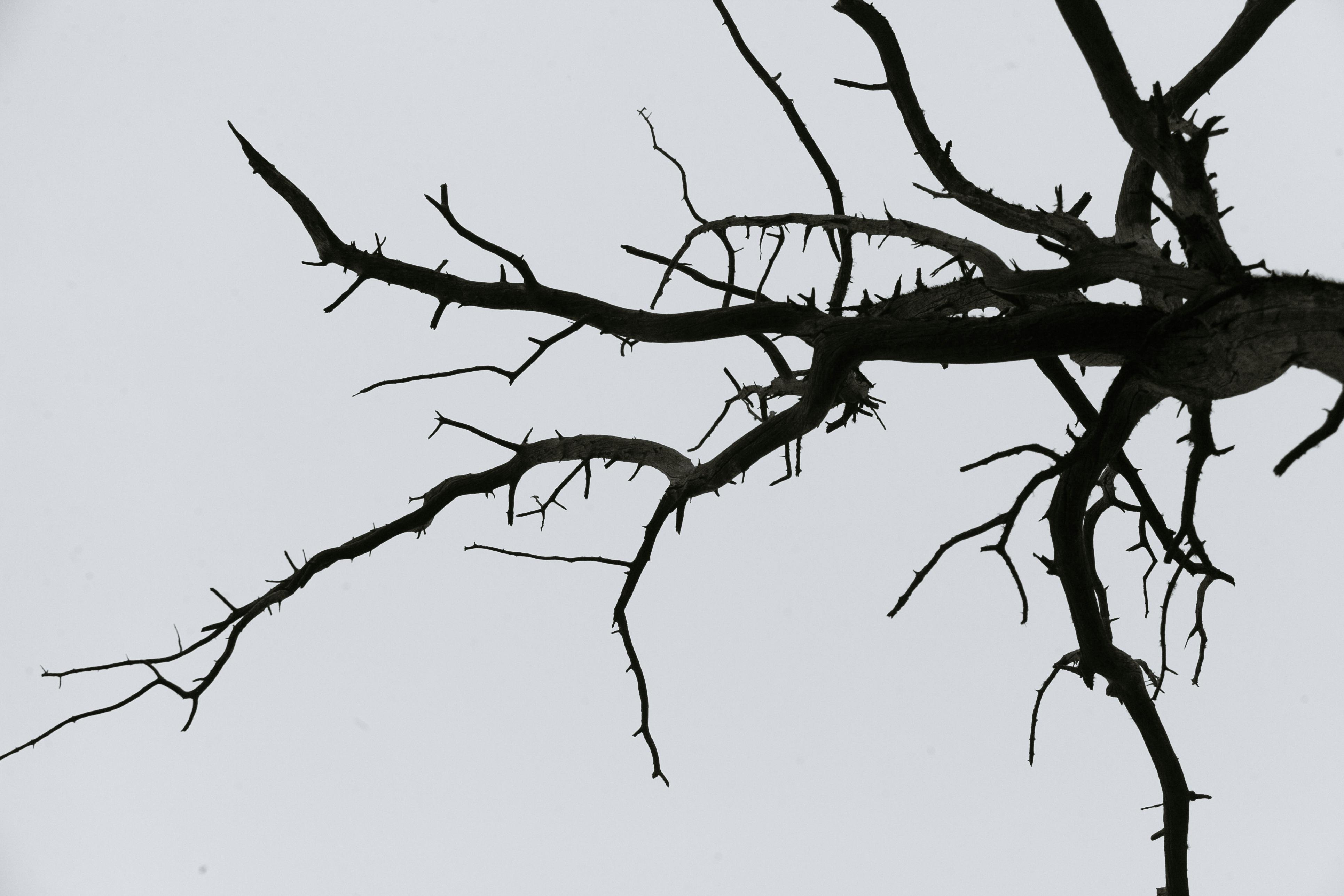 dried leafless tree branch against sky