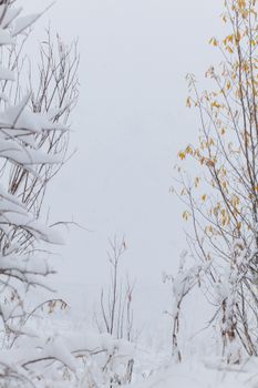 Thin leafless branches of bushes covered with snow in cold weather in winter