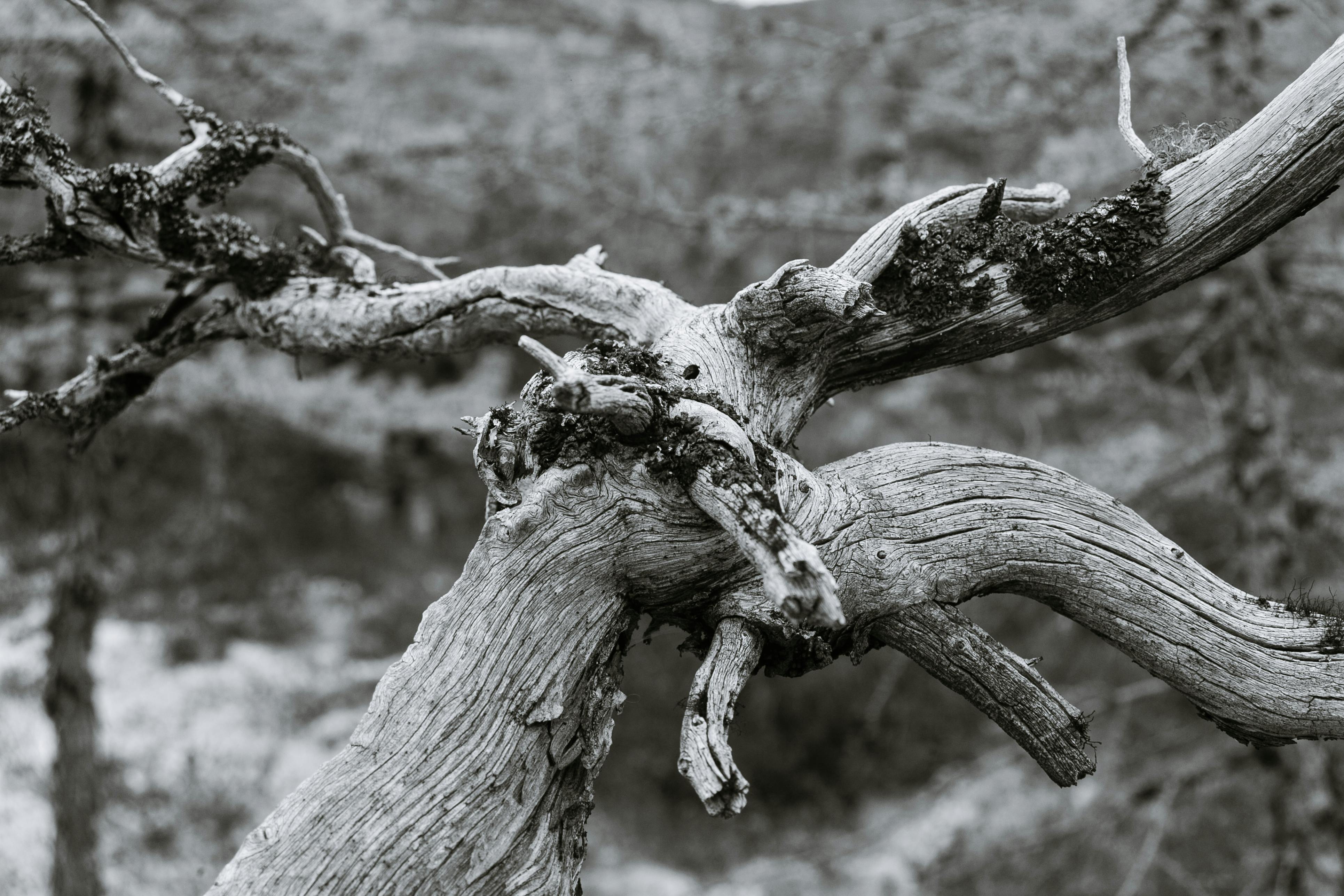 dried tree trunk with curvy branches