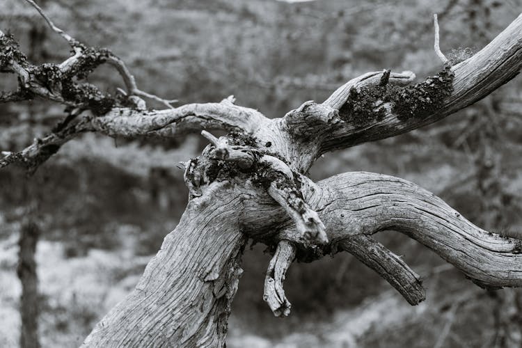 Dried Tree Trunk With Curvy Branches