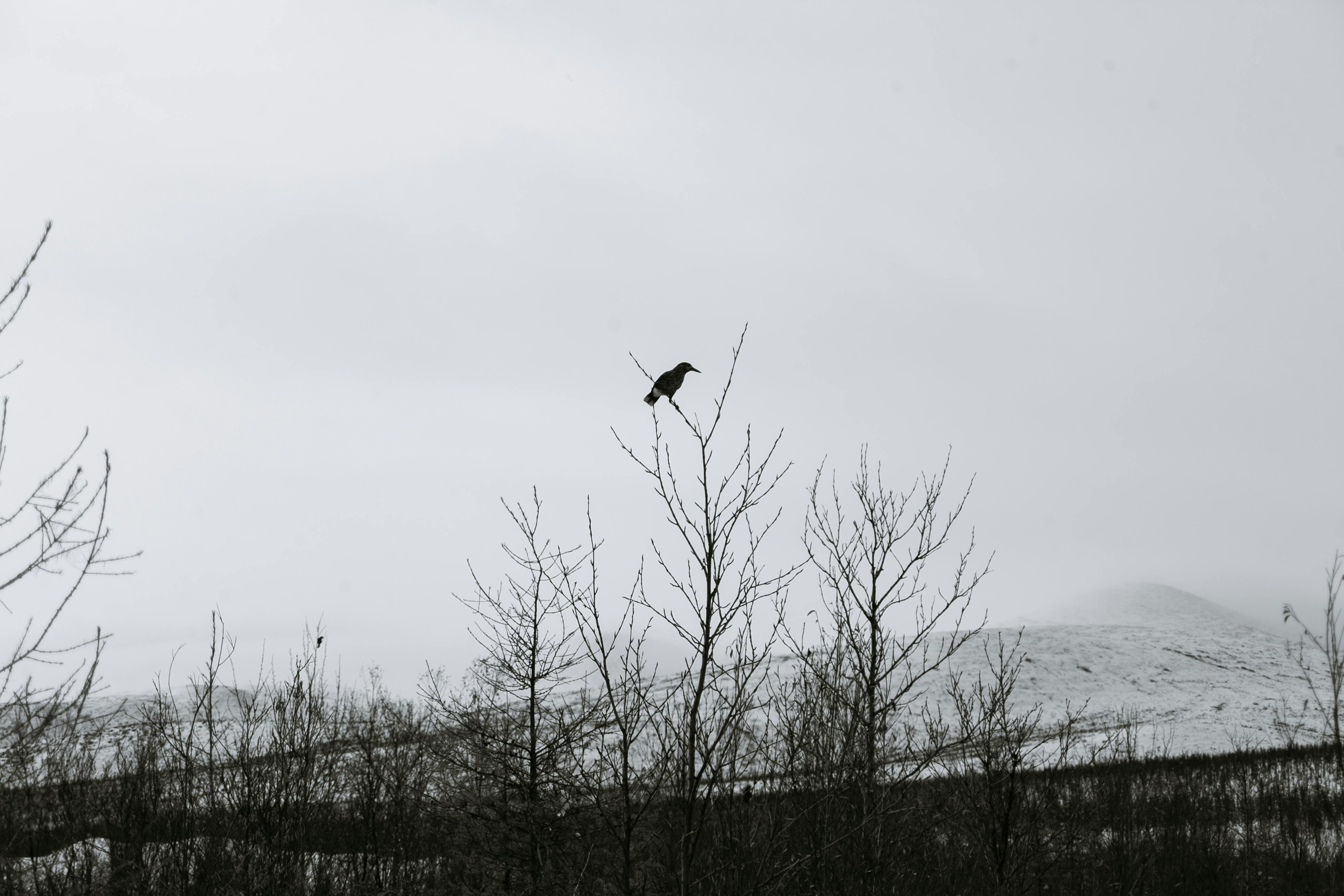 bird sitting on tree branch