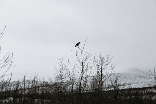 crow photo