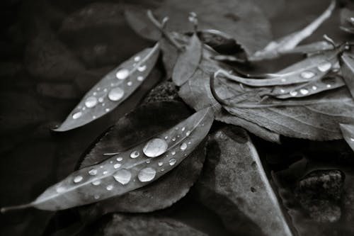 Heap of wet fallen leaves