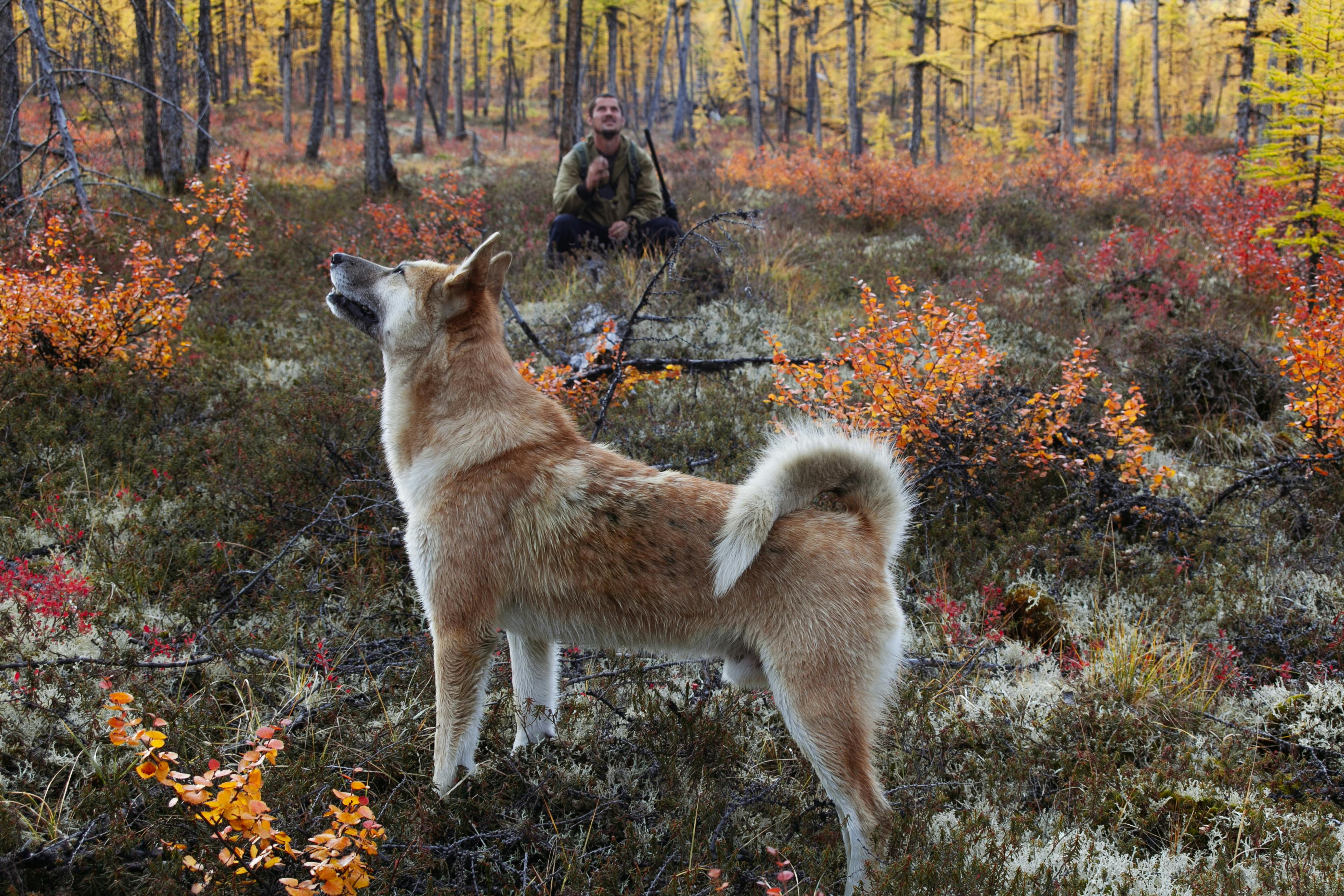A man and his loyal husky exploring an autumn forest filled with vibrant foliage.
