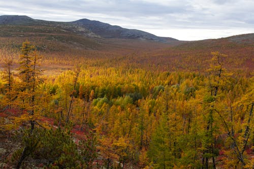 Free Autumn forest in mountainous terrain Stock Photo