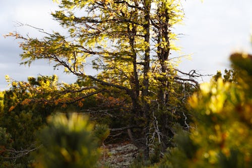 Tall larch tree with thin trunk and yellow needles in autumn forest in daytime