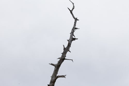 Immagine gratuita di albero, angolo basso, armonia