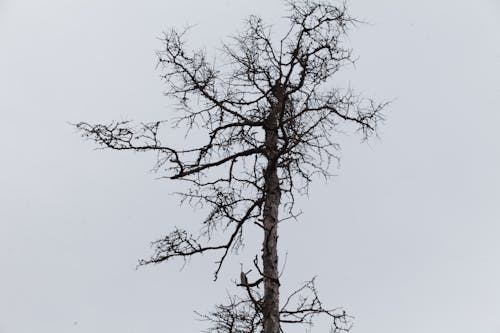 Immagine gratuita di abbaiare, albero, angolo basso