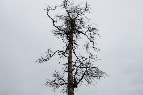 Free Low angle of tall leafless tree with sharp spiky branches and grey cloudless winter sky Stock Photo