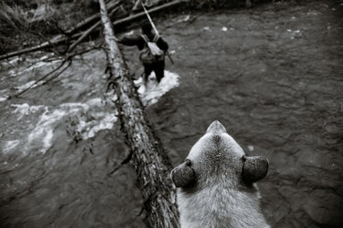 Immagine gratuita di acqua, albero, amicizia