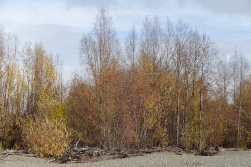 Small shrubs and trees with yellow foliage in fall forest under cloudy sky