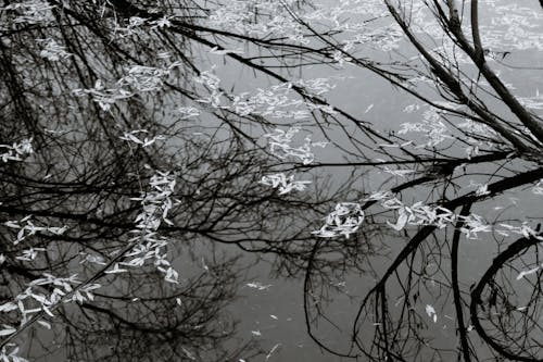 Free Black and white from above of calm water surface reflecting branches of trees growing nearby Stock Photo