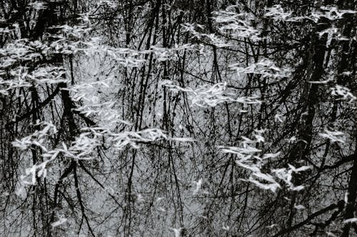 Základová fotografie zdarma na téma bezlistý, bw, čirý