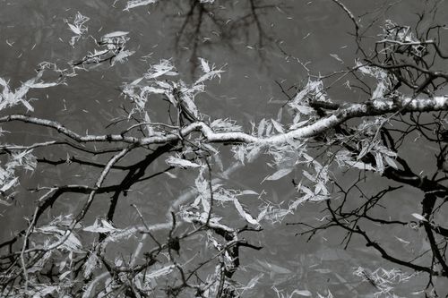 Free Black and white from above of thin dry leafless tree branch above small pond with transparent water Stock Photo