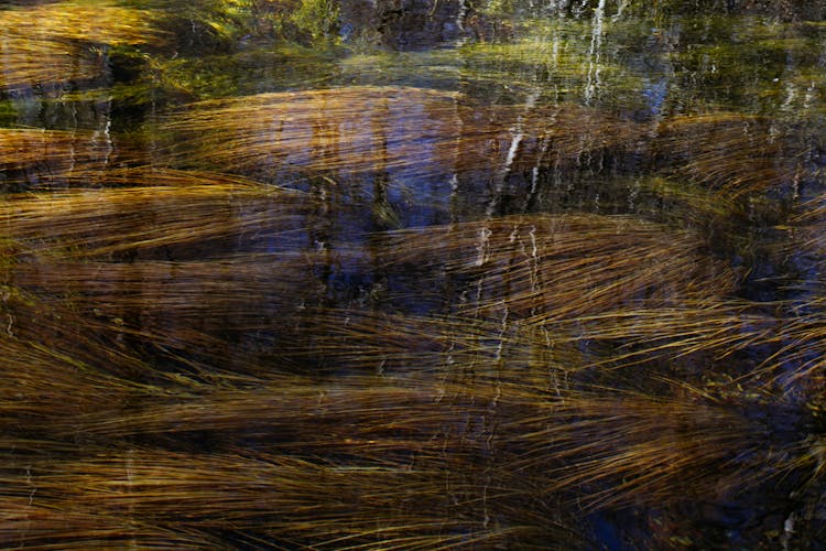 Water Plants On Bottom Of River