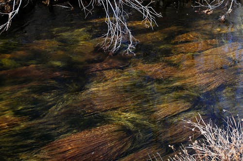 Bezpłatne Darmowe zdjęcie z galerii z bezlistny, brzeg rzeki, cichy Zdjęcie z galerii