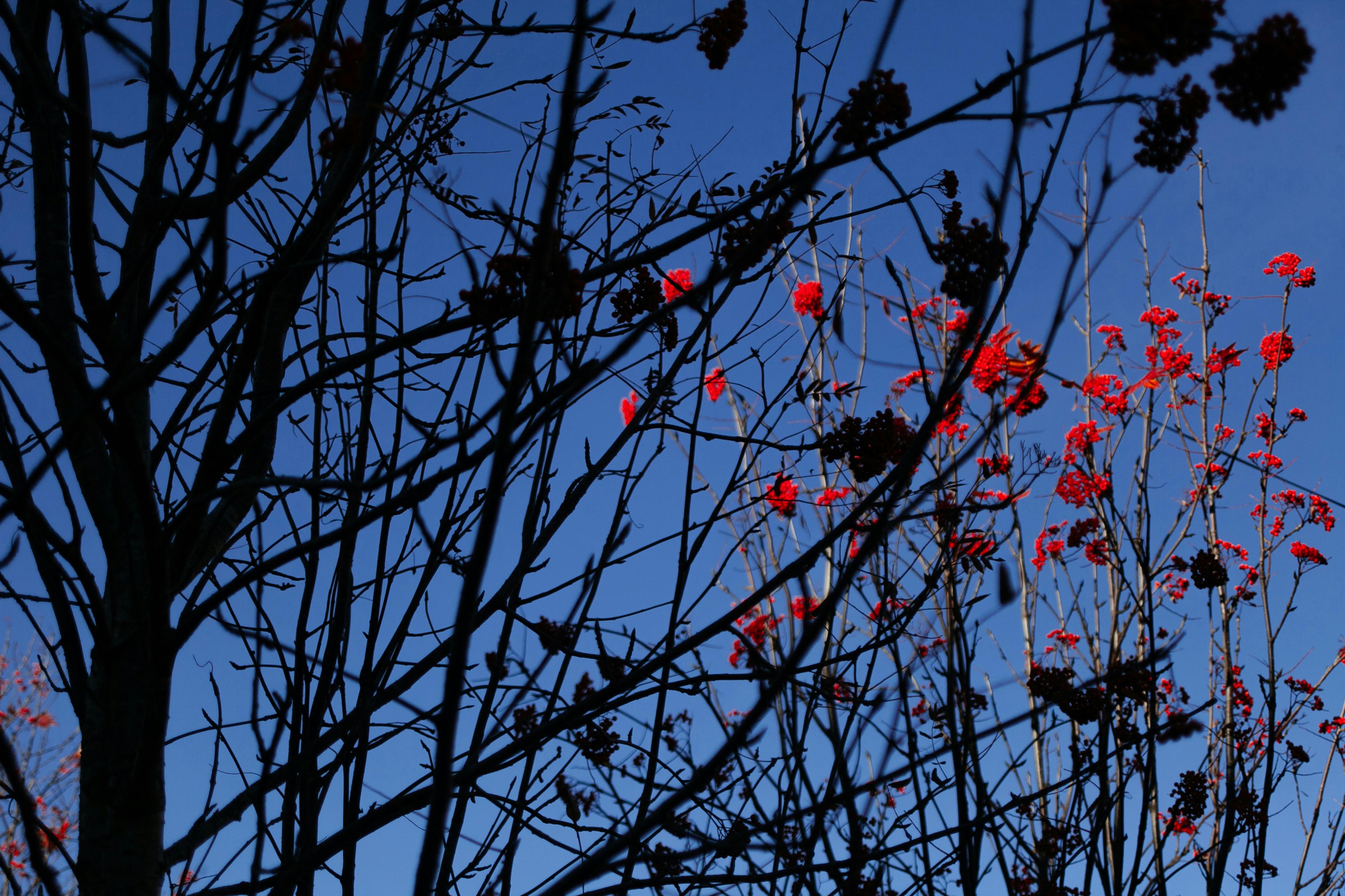 thin branches of ashberry tree