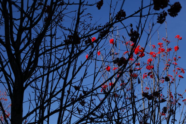 Thin Branches Of Ashberry Tree