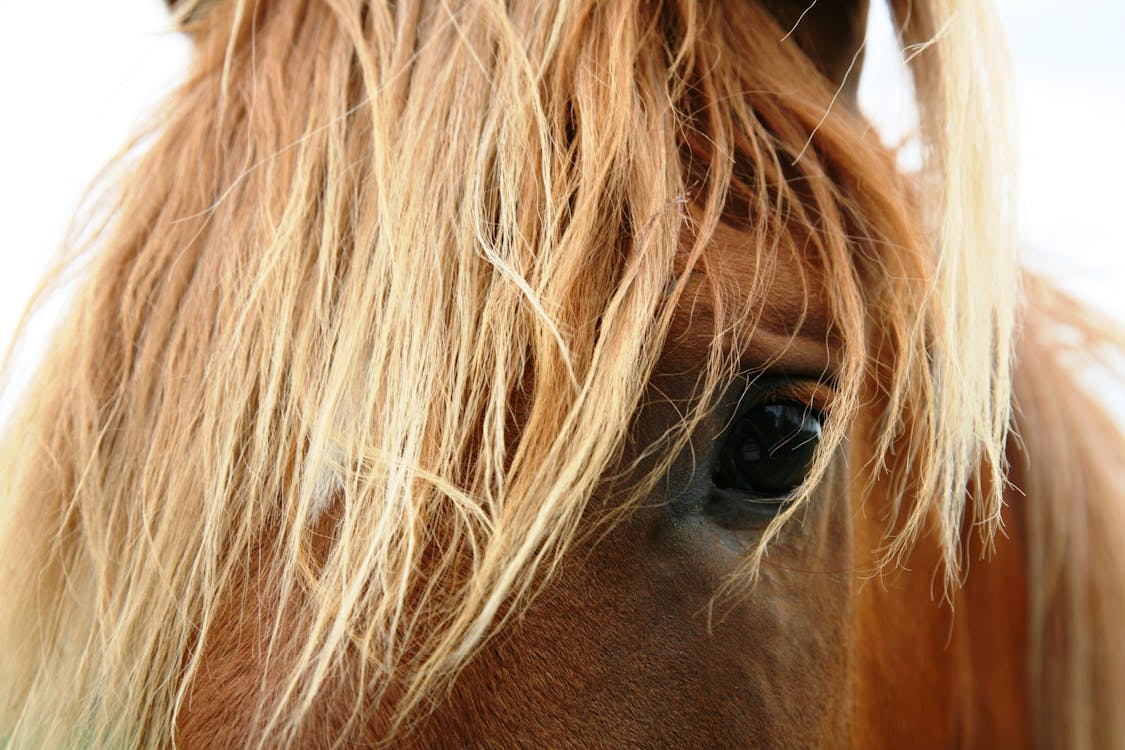 免費 匹棕色的馬的特寫攝影 圖庫相片