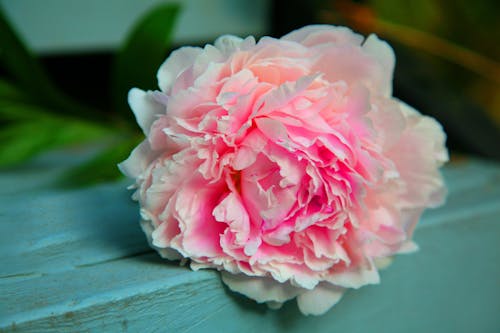 Розовый цветок с лепестками на бирюзовой поверхности